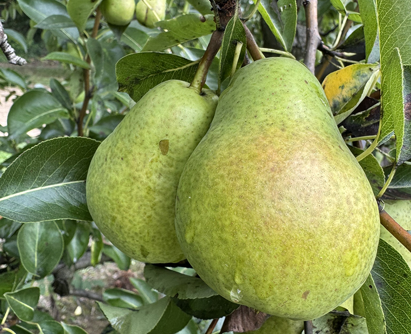 Two ripe pears growing in a tree. 